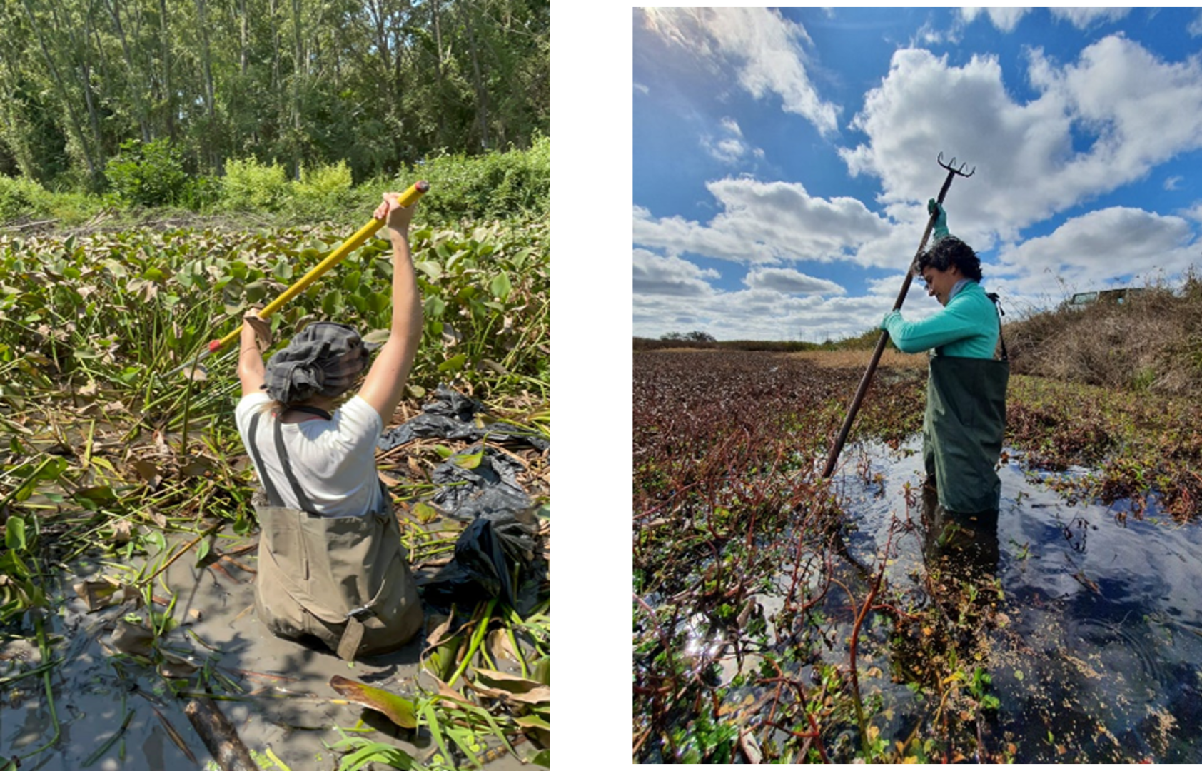 Collection of <em>Thrypticus-</em>infected waterhyacinth petioles in the Parana Delta area, Buenos Aires, Argentina